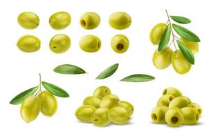 réaliste isolé vert Olives, branche et feuilles vecteur
