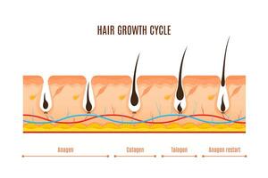 cheveux croissance cycle phases vecteur infographie