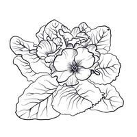 main dessin de une bouquet de primevère fleurs vecteur