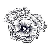 main dessin de une bouquet de œillet fleurs vecteur illustration