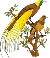 deux des oiseaux de paradis sont perché sur une arbre bifurquer, oiseau de paradis vecteur