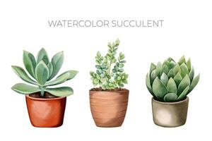 aquarelle succulent les plantes dans pot. ensemble de aquarelle fleur pot isolé sur blanche. mexicain les plantes vecteur