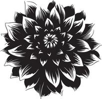 dahlia fleur silhouette vecteur illustration blanc Contexte