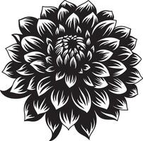 dahlia fleur silhouette vecteur illustration blanc Contexte