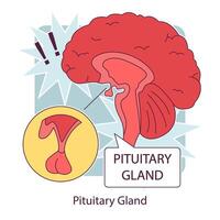 pituitaire glande anatomie. Humain endocrine système, cerveau et hypothalamus vecteur
