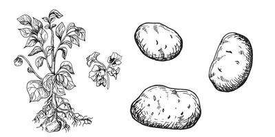 buisson de Patate vecteur illustration isolé sur blanche. buisson de racine légume encre contour main dessiné. tubercule Patate noir blanc silhouette. pour conception menu, emballage, Ingrédients de recette, emballage.