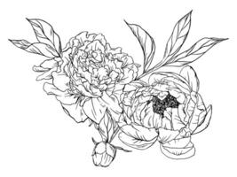 esquisser pivoines composition, main tiré illustration de pivoine, feuilles et bourgeon vecteur