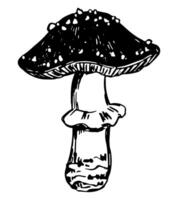 poison champignon amanite muscaria. mouche agaric, champignon dans gravure style. Célibataire rétro clipart isolé sur blanc Contexte. main tiré vecteur esquisser illustration.