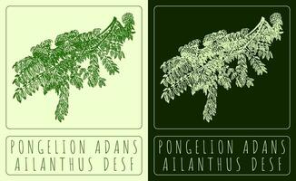 vecteur dessin pongélion adans. main tiré illustration. le Latin Nom est ailanthus desf.