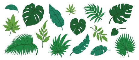 jungle feuilles. dessin animé différent tropical les plantes. palmier, banane, monstère. botanique vert feuillage éléments. été paradis exotique feuille sur blanc Contexte. vecteur ensemble