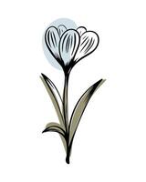 crocus dans esquisser style avec abstrait Couleur formes, dessiné à la main isolé sur blanc Contexte. floral esquisser pour impression conceptions, signalétique, fleur magasins, logos dans noir et blanche. vecteur