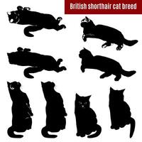 Britanique cheveux courts race chat silhouettes vecteur