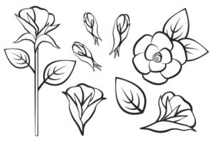 Rose linéaire icône ensemble. esquisser fleur contour conception. main tiré élégant rose, bouton de rose, feuilles pour floral conception, logo, tatouage, cosmétique industrie. vecteur plat illustration