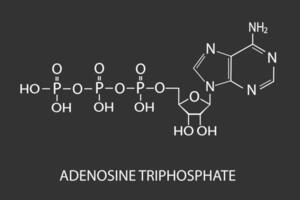 atp moléculaire squelettique chimique formule vecteur