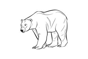 polaire ours dessin, esquisser, ligne art vecteur illustration conception sur une blanc Contexte.
