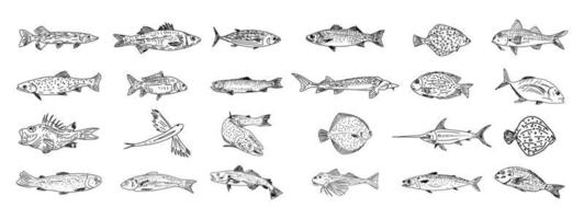 ensemble de poissons dessinés à la main. collection de croquis de poisson. vecteur