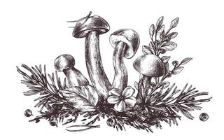 champignons forêt bolet avec herbe, myrtilles, mousse et cône. graphique botanique illustration main tiré dans marron encrer. pour recettes, emballage, l'automne festival, récolte. isolé composition vecteur