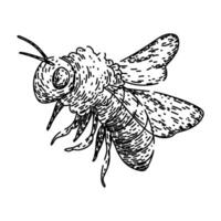 mon chéri abeille esquisser main tiré vecteur