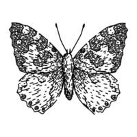 papillon esquisser main tiré vecteur