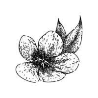 fleur ellébore esquisser main tiré vecteur