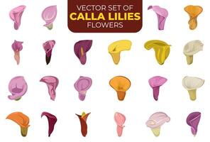 ensemble de calla fleurs de lys fleur des illustrations vecteur