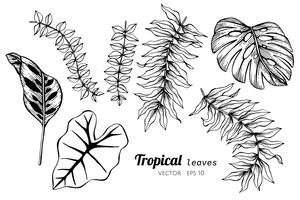 Ensemble de collection de feuilles tropicales, dessin d&#39;illustration. vecteur