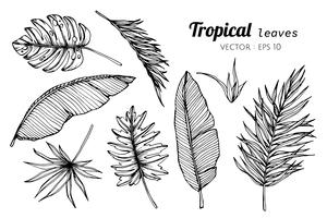 Ensemble de collection de feuilles tropicales, dessin d&#39;illustration. vecteur