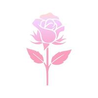 Rose fleur de épanouissement plante. jardin Rose isolé icône de rose fleurir, pétale et bourgeon avec vert tige et feuille pour romantique floral décoration, mariage bouquet et Valentin salutation carte vecteur