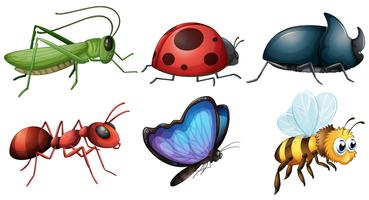 différents types d&#39;insectes vecteur