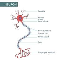 diagramme de neurone anatomie vecteur illustration