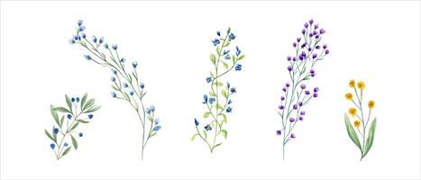 Prairie herbes, les plantes. fleurs sauvages agrafe art. jaune, bleu abstrait fleur, vert herbe. Facile fleurs. printemps, été verdure. aquarelle illustration. pour mariage textile, conception. vecteur