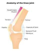 anatomie de le le genou mixte science conception vecteur illustration diagramme