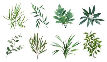 vert réaliste herbes. eucalyptus, fougère usine, verdure feuillage végétaux, botanique Naturel feuilles herbes isolé vecteur illustration ensemble