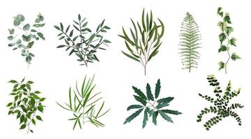 réaliste vert herbe les plantes. la nature plante feuilles, verdure feuillage, forêt fougère, eucalyptus usine, vecteur les plantes feuille isolé illustration ensemble