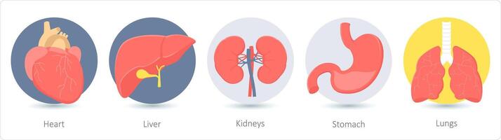 une ensemble de 5 médical Icônes comme cœur, foie, reins, estomac vecteur