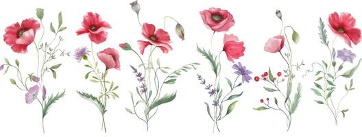 aquarelle floral ensemble avec coquelicots. main tiré illustration isolé sur transparent Contexte. vecteur eps.