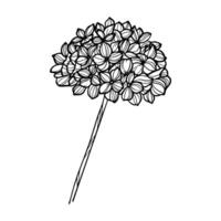 hortensia printemps fleur main dessiné, ligne art vecteur illustration
