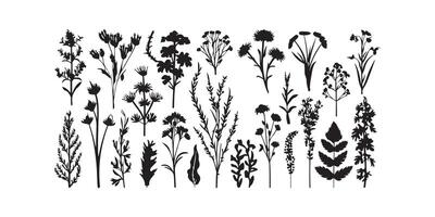 sauvage Prairie herbes floraison fleurs vecteur silhouettes collections vecteur art illustration
