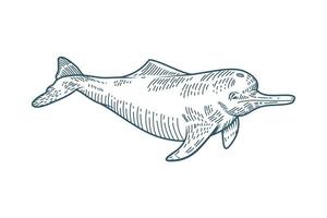 icône de style dessiné personnage réaliste dauphin vecteur