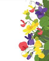 vecteur sauvage fleurs. violet, le marais souci, sucré pois. herbes, herbacé floraison végétaux, sur une blanc Contexte.