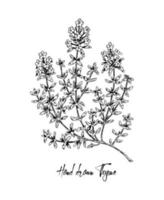 thym dessiné à la main en illustration vectorielle de fleur isolé sur blanc. plante à base de plantes botaniques dans le style de croquis vintage. thymus vulgaris. vecteur