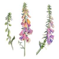 main tiré aquarelle illustration botanique fleur feuilles. digitale pourprée muflier delphinium lupin barbelangue cloche fritillaria penstemon. Célibataire objet isolé sur blanche. conception mariage l'amour cartes magasin vecteur