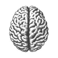 monochrome ancien gravure Humain cerveau illustration dans de face vue isolé sur blanc Contexte. noir et blanc main tiré cerveau esquisser vecteur