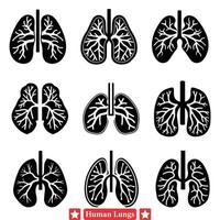 professionnel classe Humain poumon diagrammes idéal pour médical conférence présentations vecteur