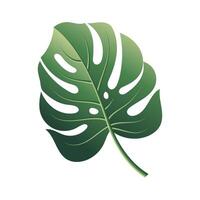 vecteur monstera feuille. vert tropical jungle plante isolé sur blanc Contexte