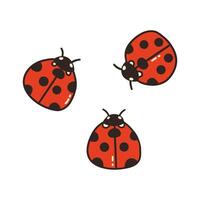 Trois coccinelles. mignonne rouge insectes. vecteur griffonnage