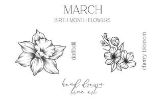 Mars naissance mois fleurs. jonquille contour isolé sur blanche. Cerise fleur ligne art. main tiré ligne art botanique illustration. noir et blanc fleurs vecteur