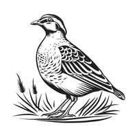 magnifique illustration de une commun Caille oiseau vecteur