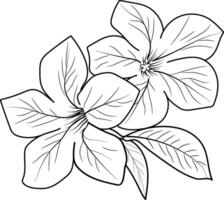 minimaliste allamanda cathartique tatouage dessins, allamanda cathartique fleur coloration pages pour enfants, main tiré allamanda cathartique fleurs, petit allamanda cathartique tatouage dessins vecteur