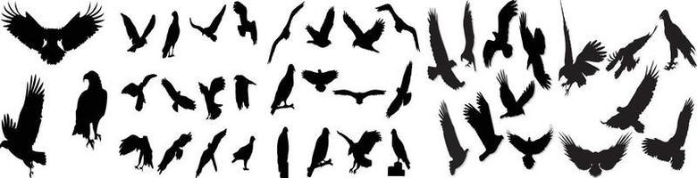 ensemble d'aigles héraldiques, de faucons et de faucons, aigle noir aux ailes déployées, pygargue à tête blanche volant